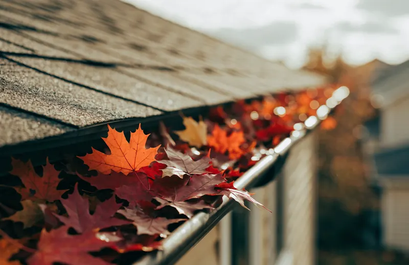 Fallen maple leaves filling a rain gutter along the roof edge of a house in autumn Fallen maple leaves filling a rain gutter along the roof edge of a house in autumn